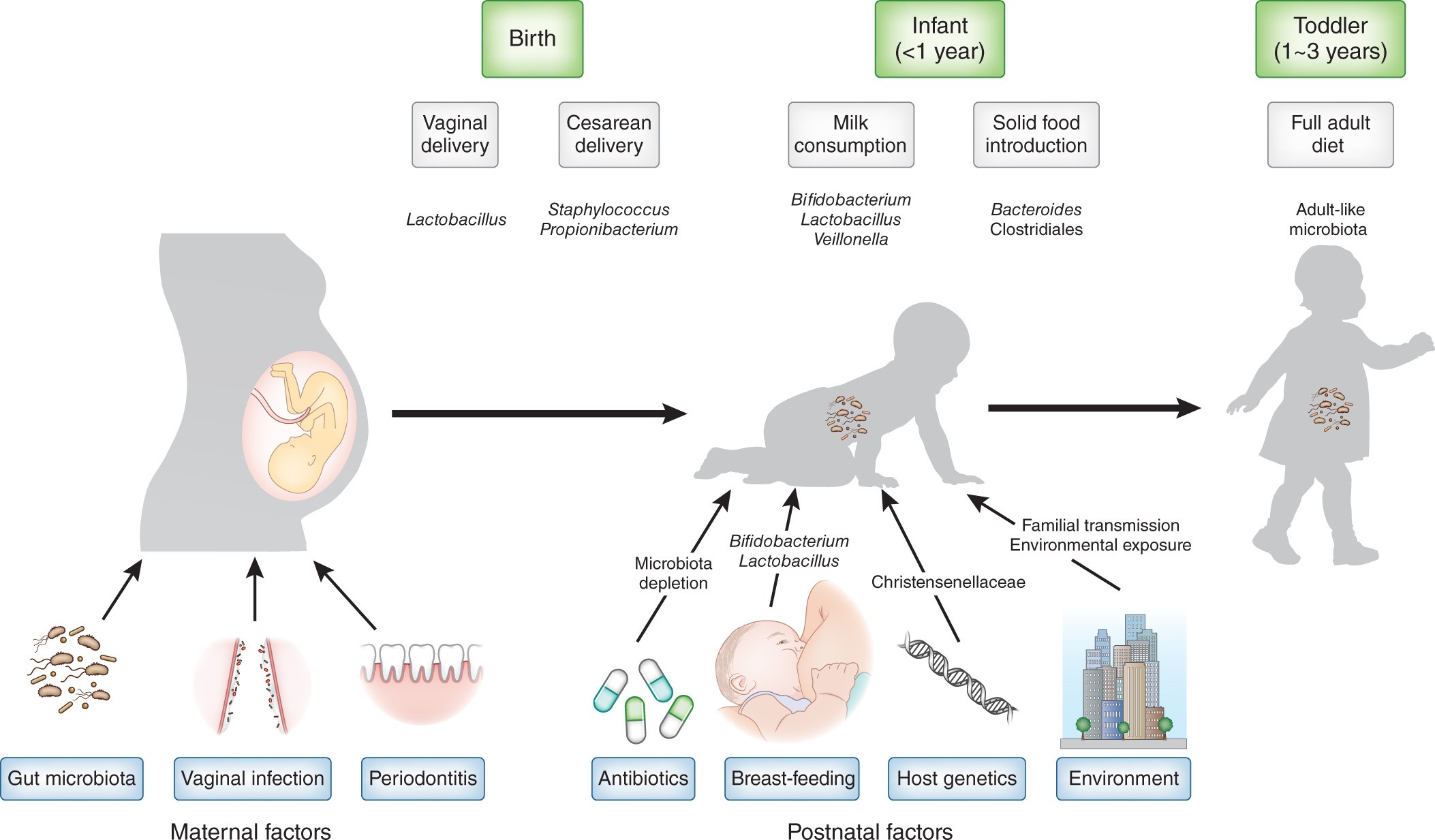 The Microbiome-First Diet