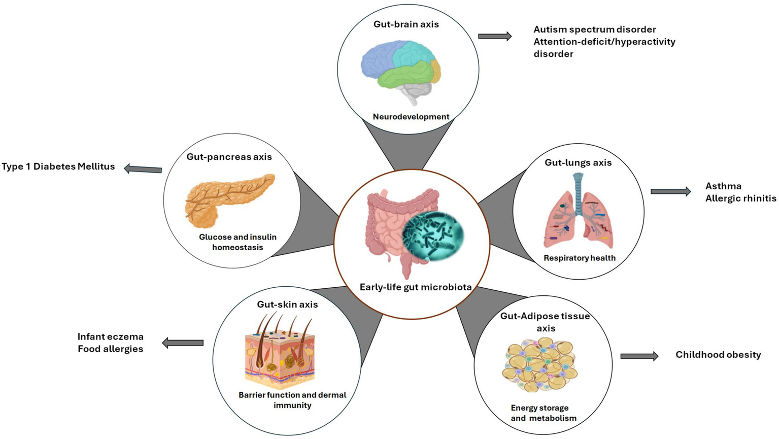 Frontiers | The early-life gut microbiome in common pediatric diseases:  roles and therapeutic implications