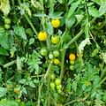 cherry tomatoes