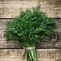 fresh dill herb
