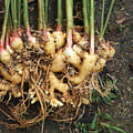 Ginger root