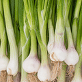 green onions