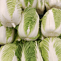 Napa cabbage