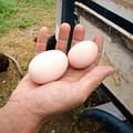 large eggs