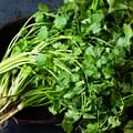 fresh cilantro