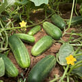 cucumbers