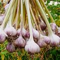 garlic