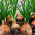 onion
