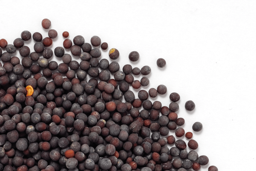 mustard seeds spice